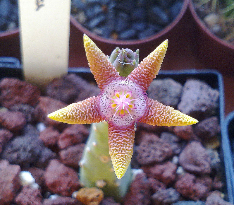 Stapelia flavopurpurea